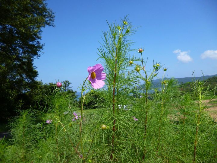 お知らせの画像